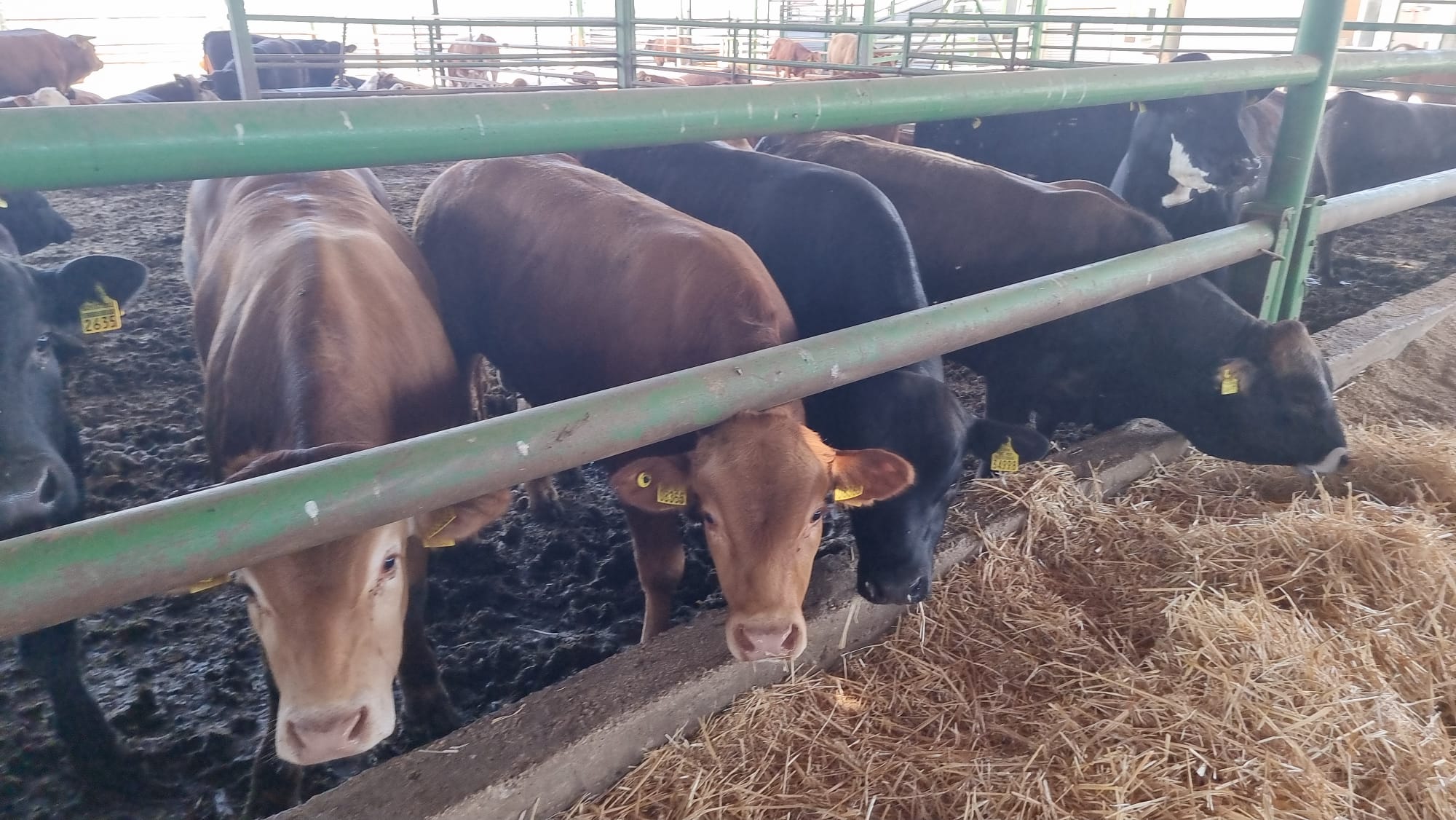 WhatsApp Image 2022-06-04 at 1.19.53 PM.jpeg